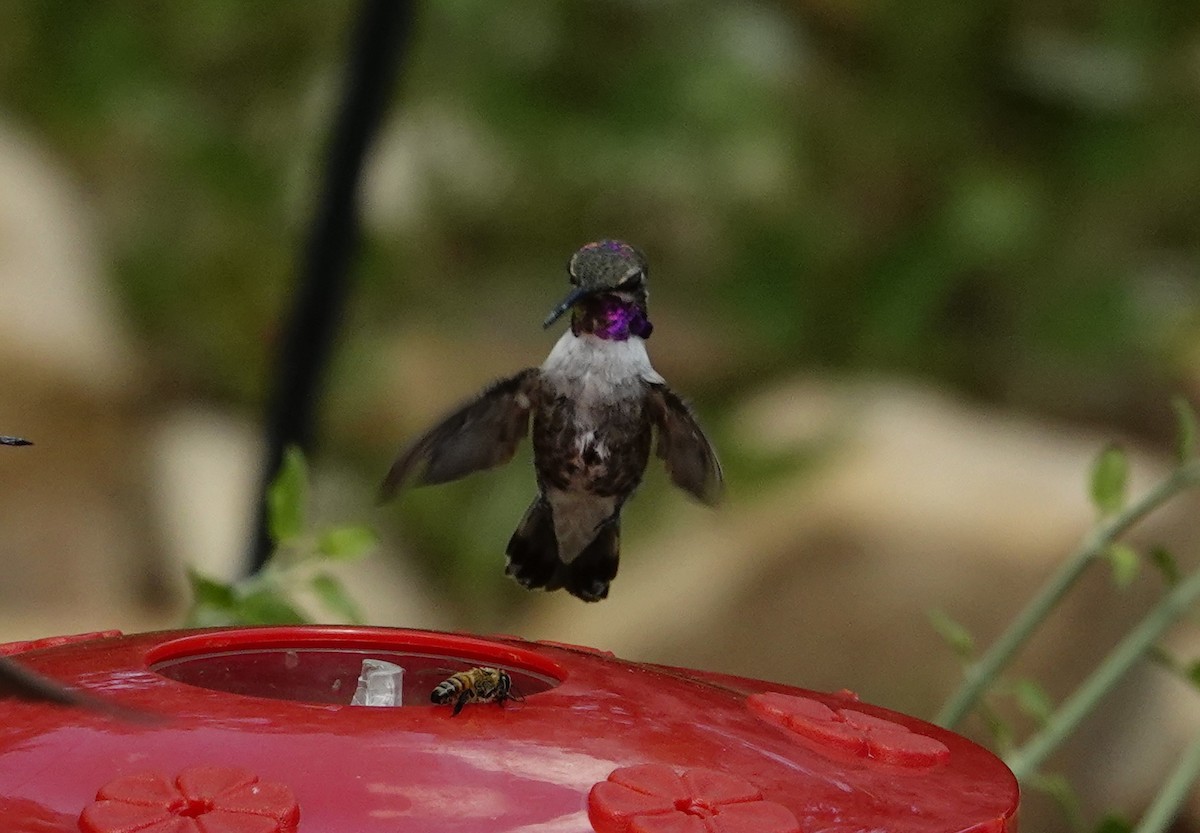 Costa's Hummingbird - ML641309381