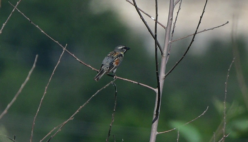 Dead Sea Sparrow - ML641309385