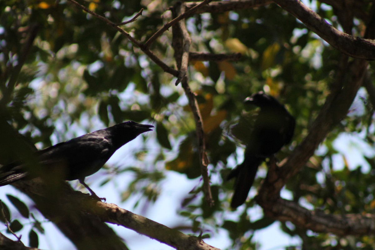 Sinaloa Crow - ML641309402