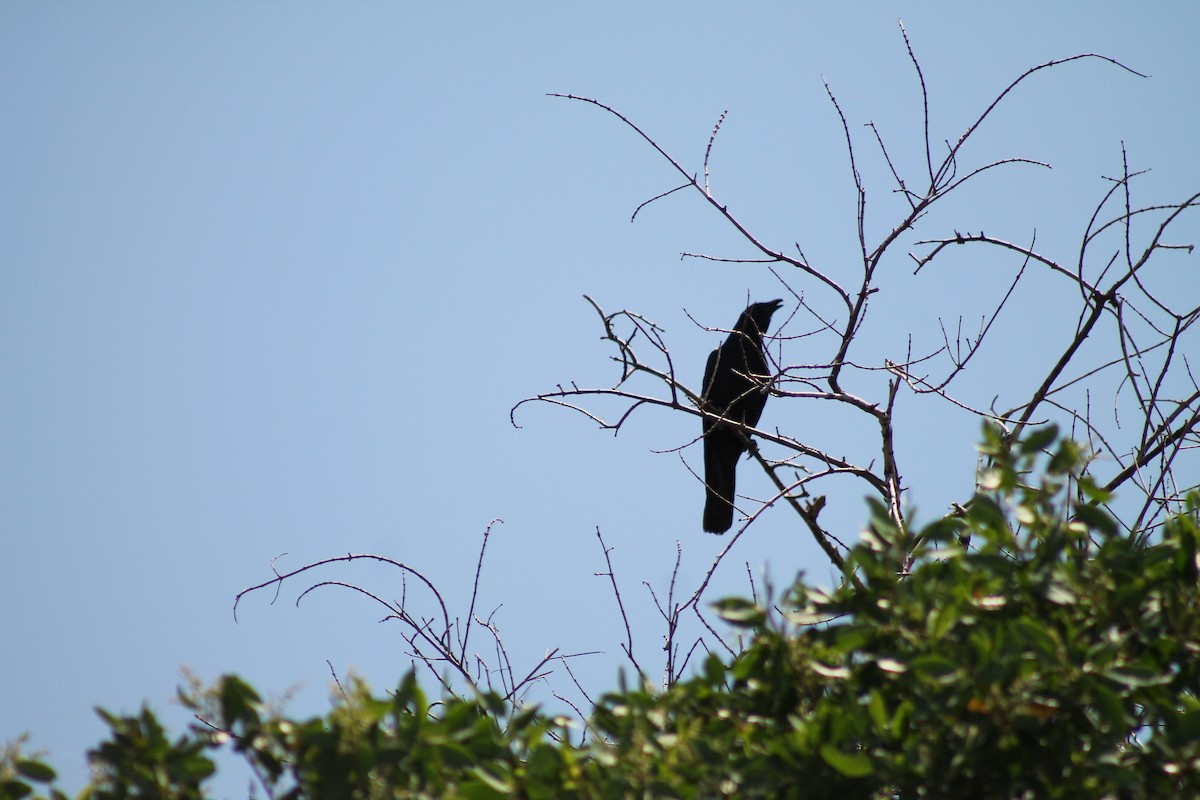 Sinaloa Crow - ML641309403