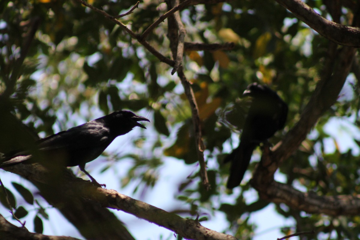 Sinaloa Crow - ML641309404
