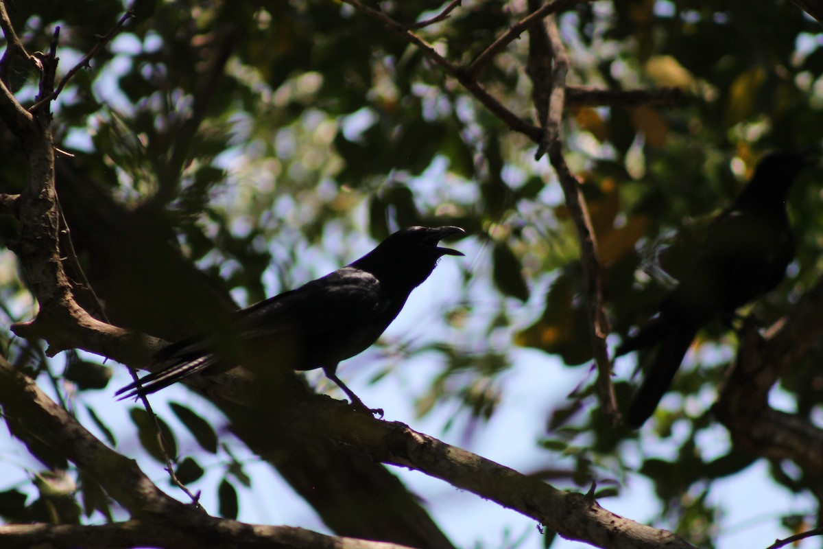 Sinaloa Crow - ML641309405
