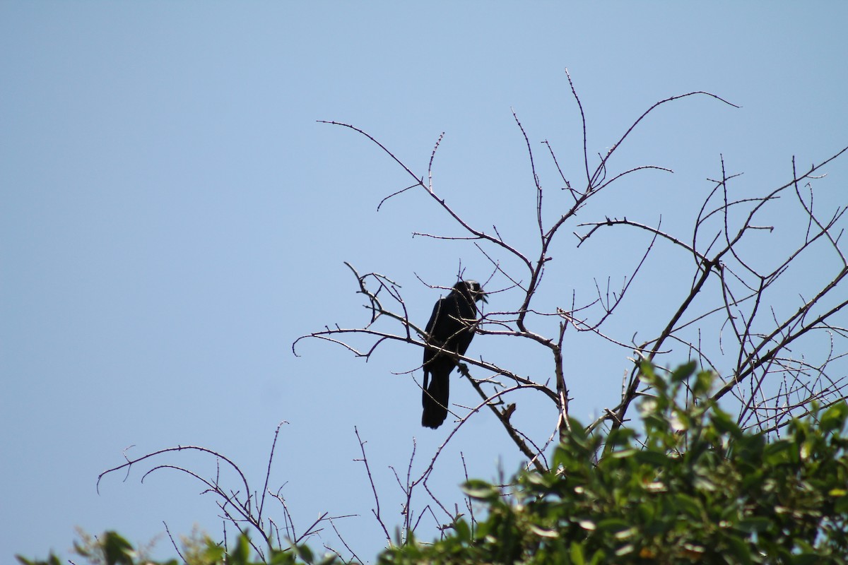 Sinaloa Crow - ML641309406