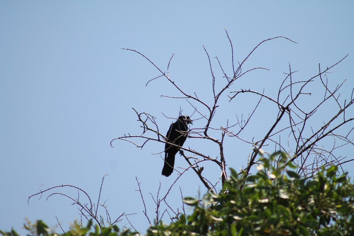 Sinaloa Crow - ML641309407