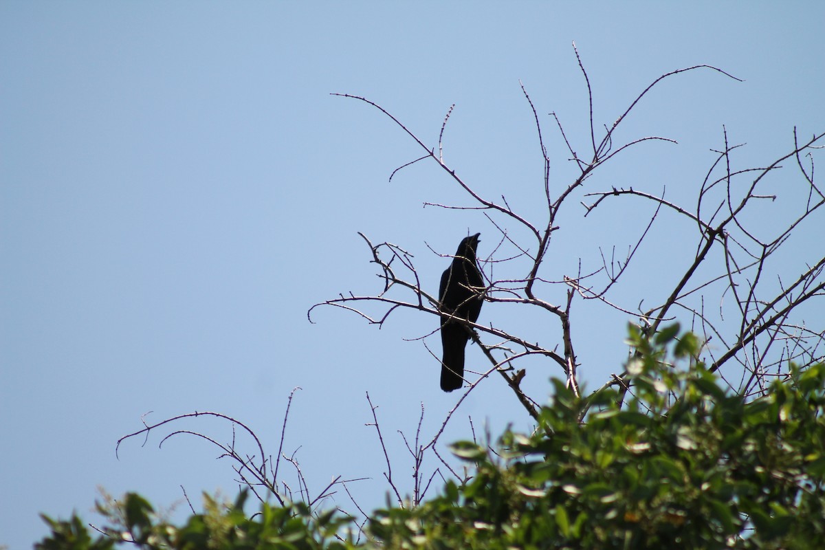 Sinaloa Crow - ML641309409
