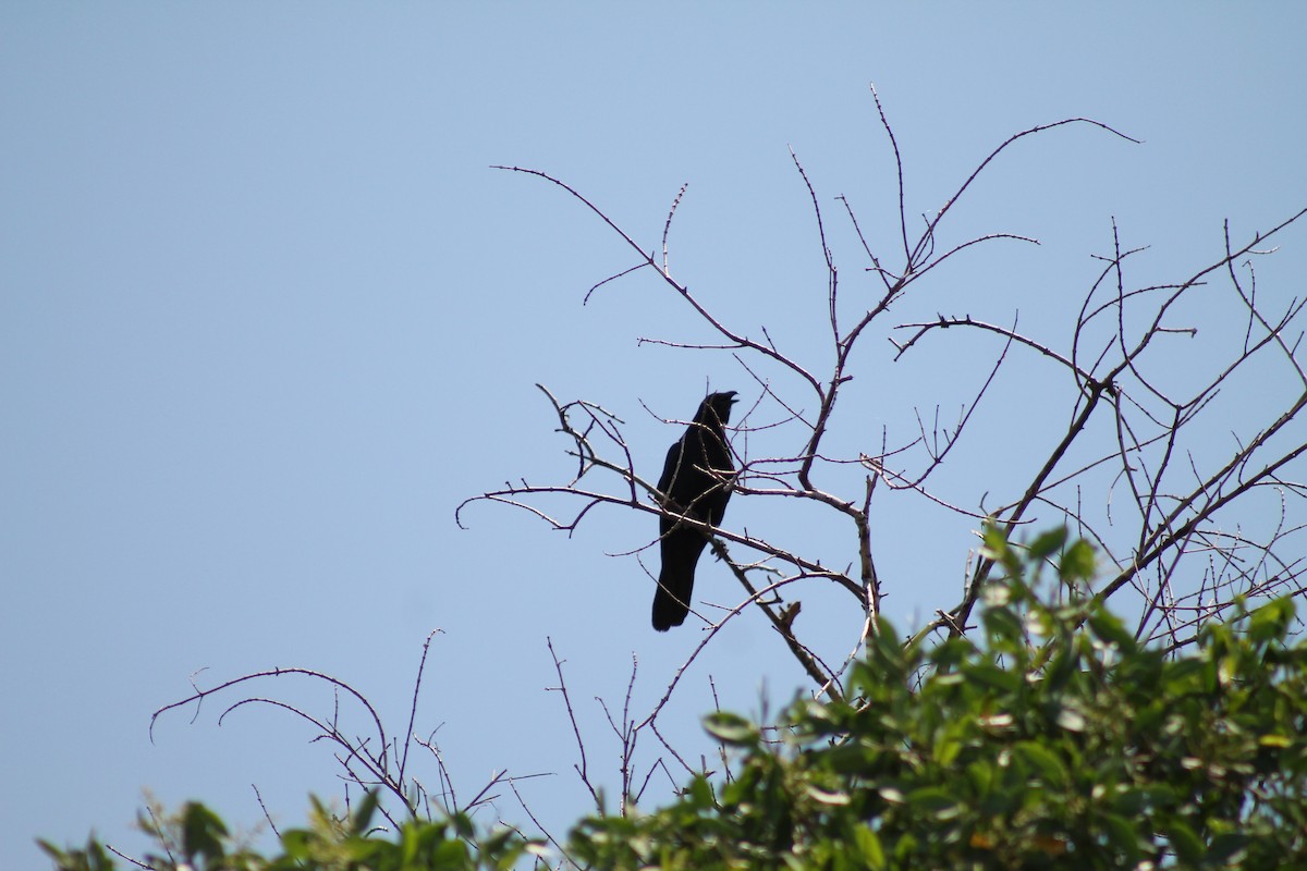 Sinaloa Crow - ML641309410