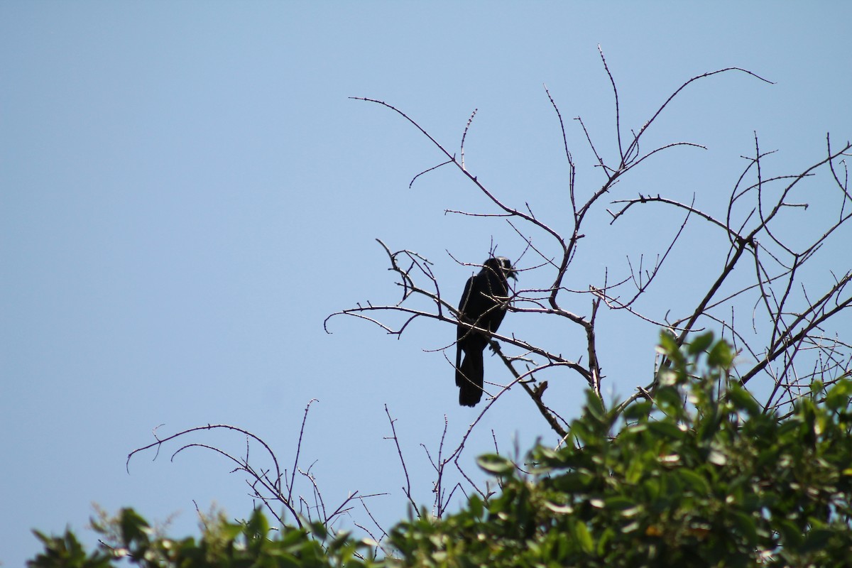 Sinaloa Crow - ML641309411