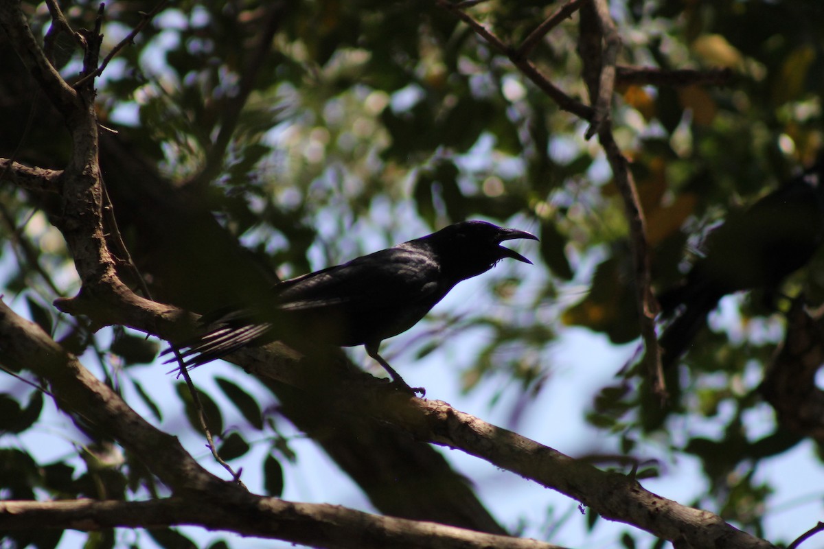 Sinaloa Crow - ML641309412