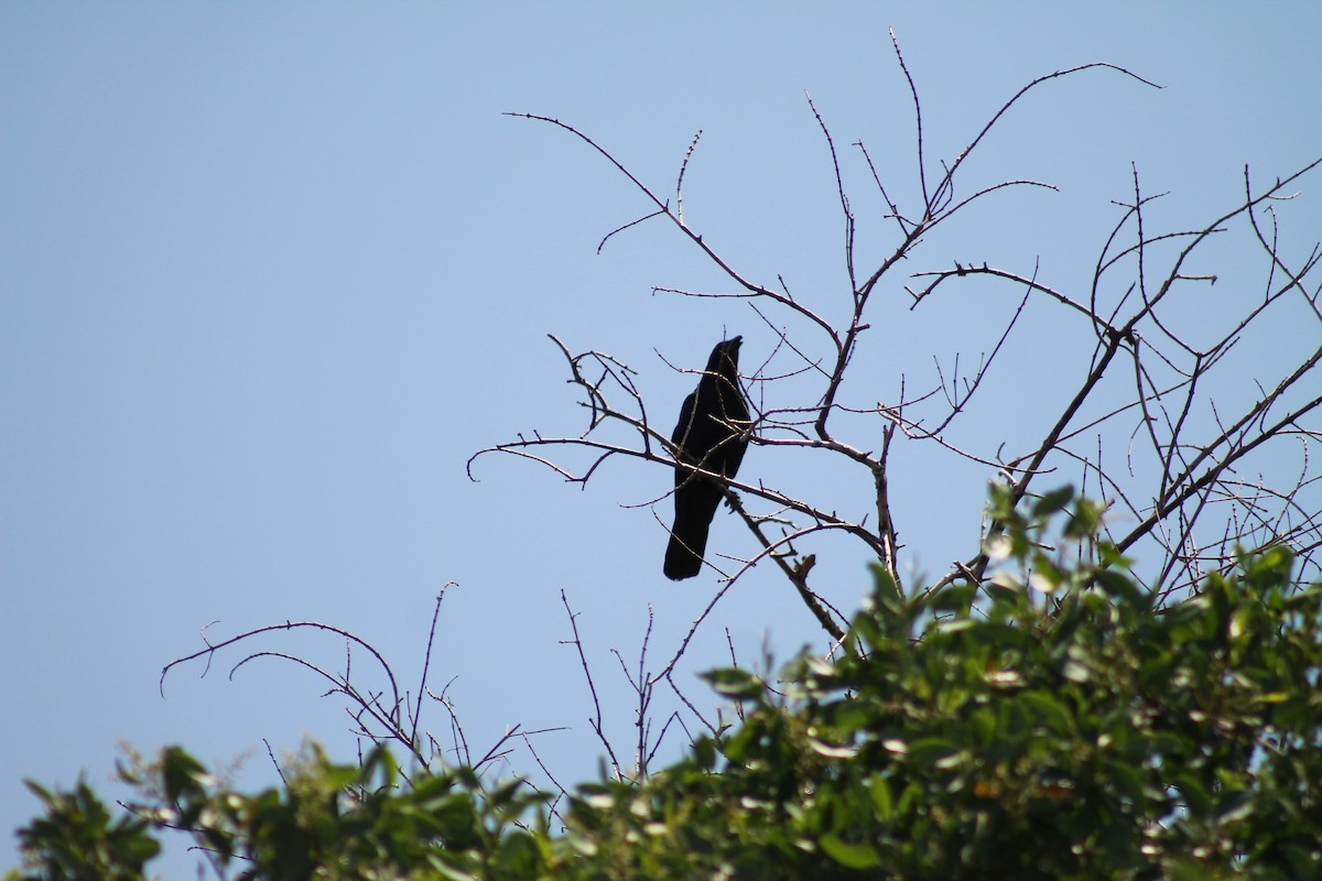 Sinaloa Crow - ML641309413