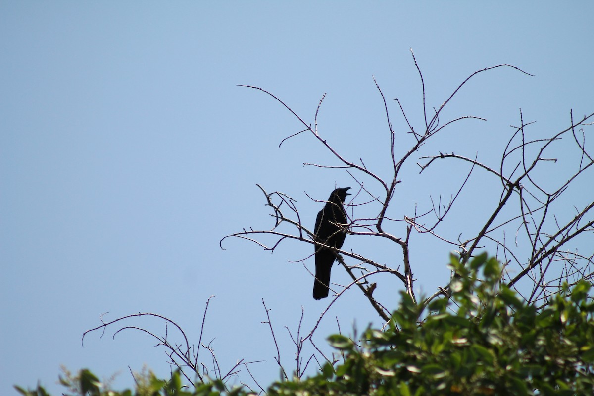 Sinaloa Crow - ML641309414