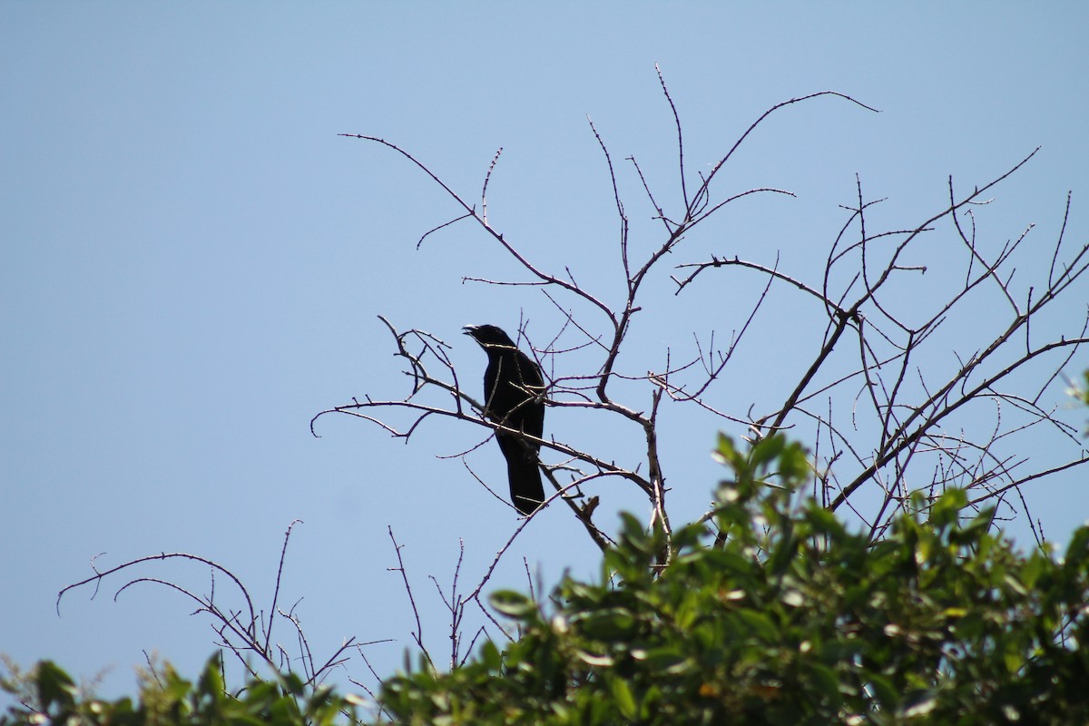 Sinaloa Crow - ML641309415