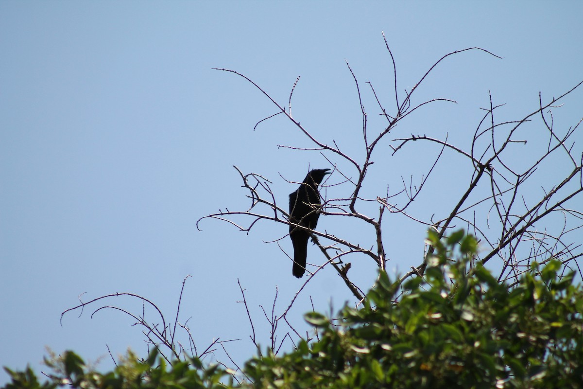 Sinaloa Crow - ML641309416