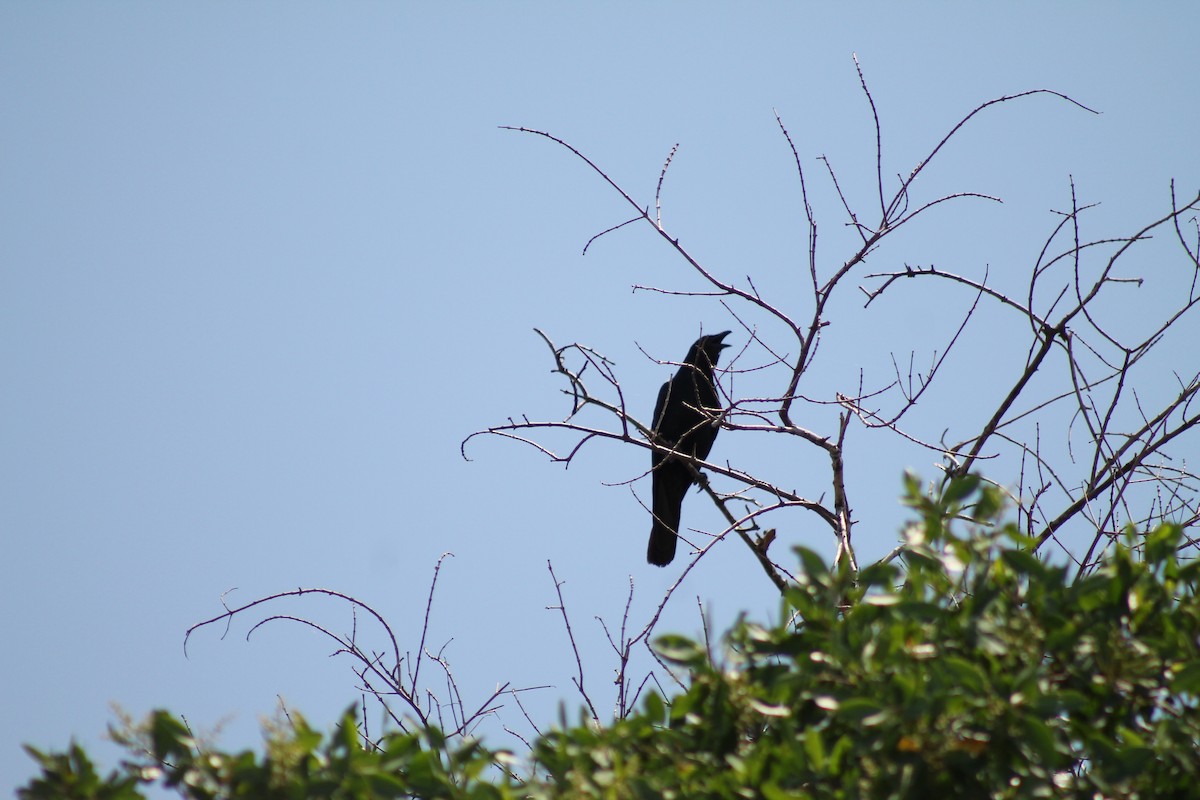 Sinaloa Crow - ML641309417