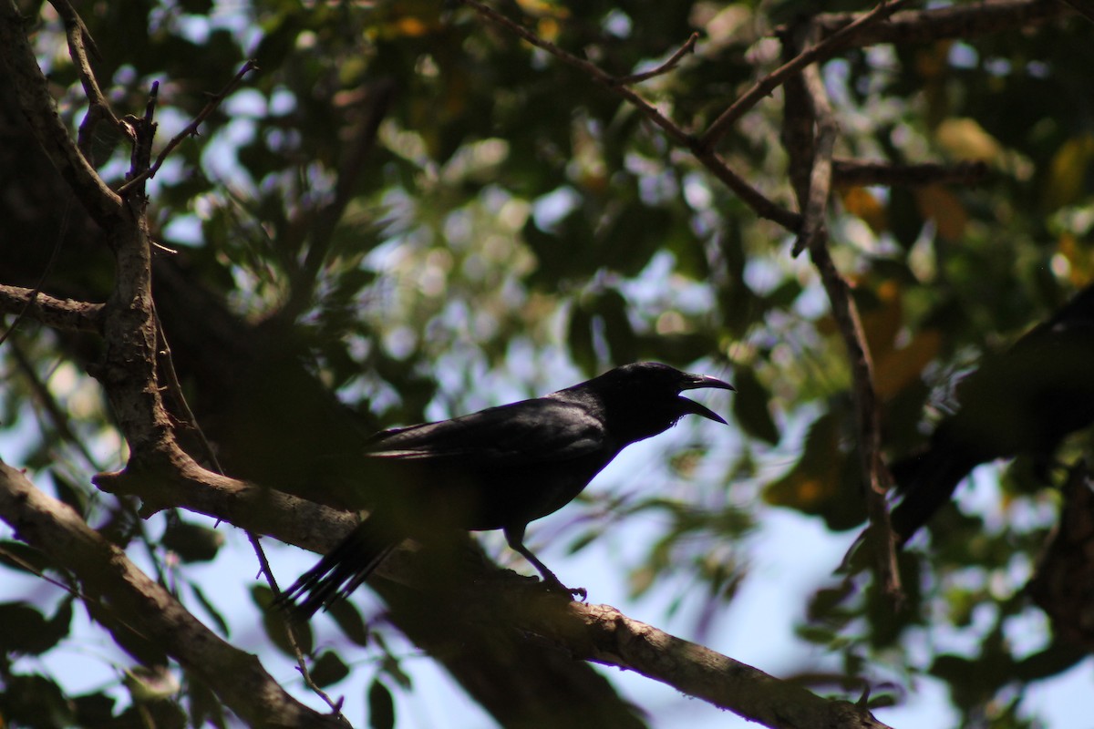 Sinaloa Crow - ML641309418