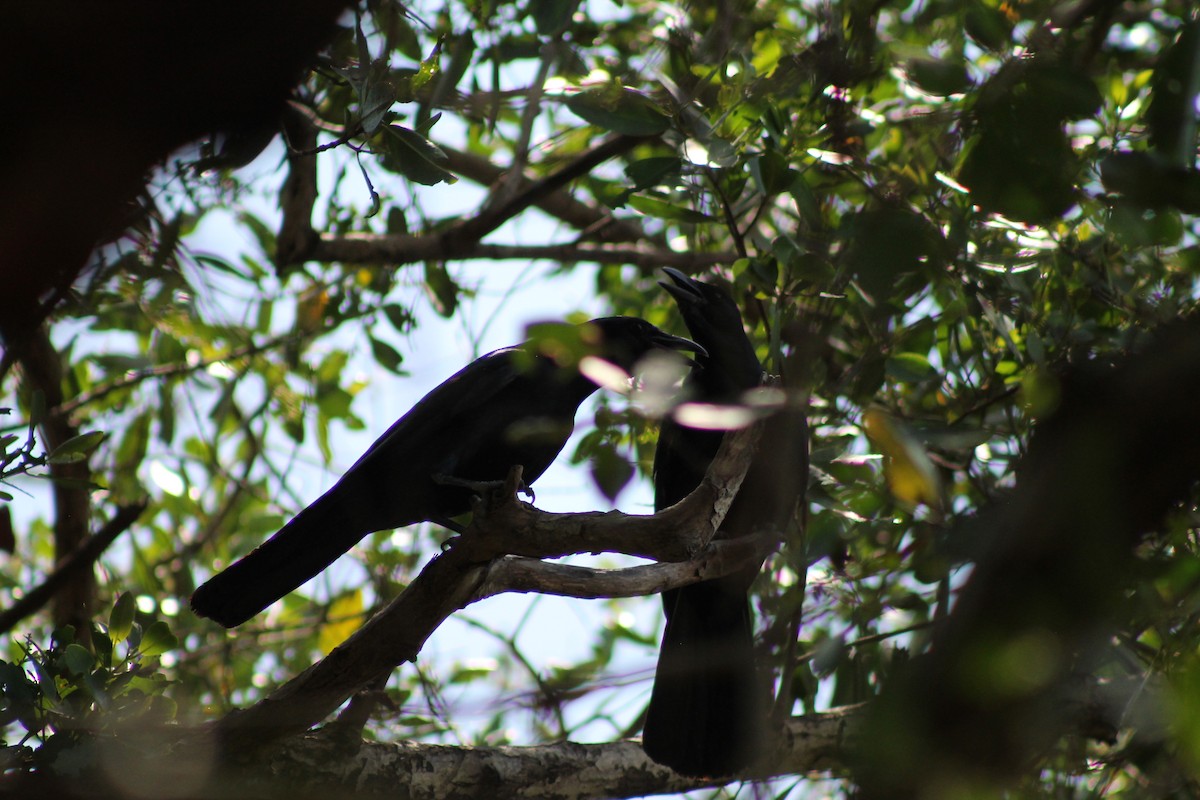 Sinaloa Crow - ML641309419
