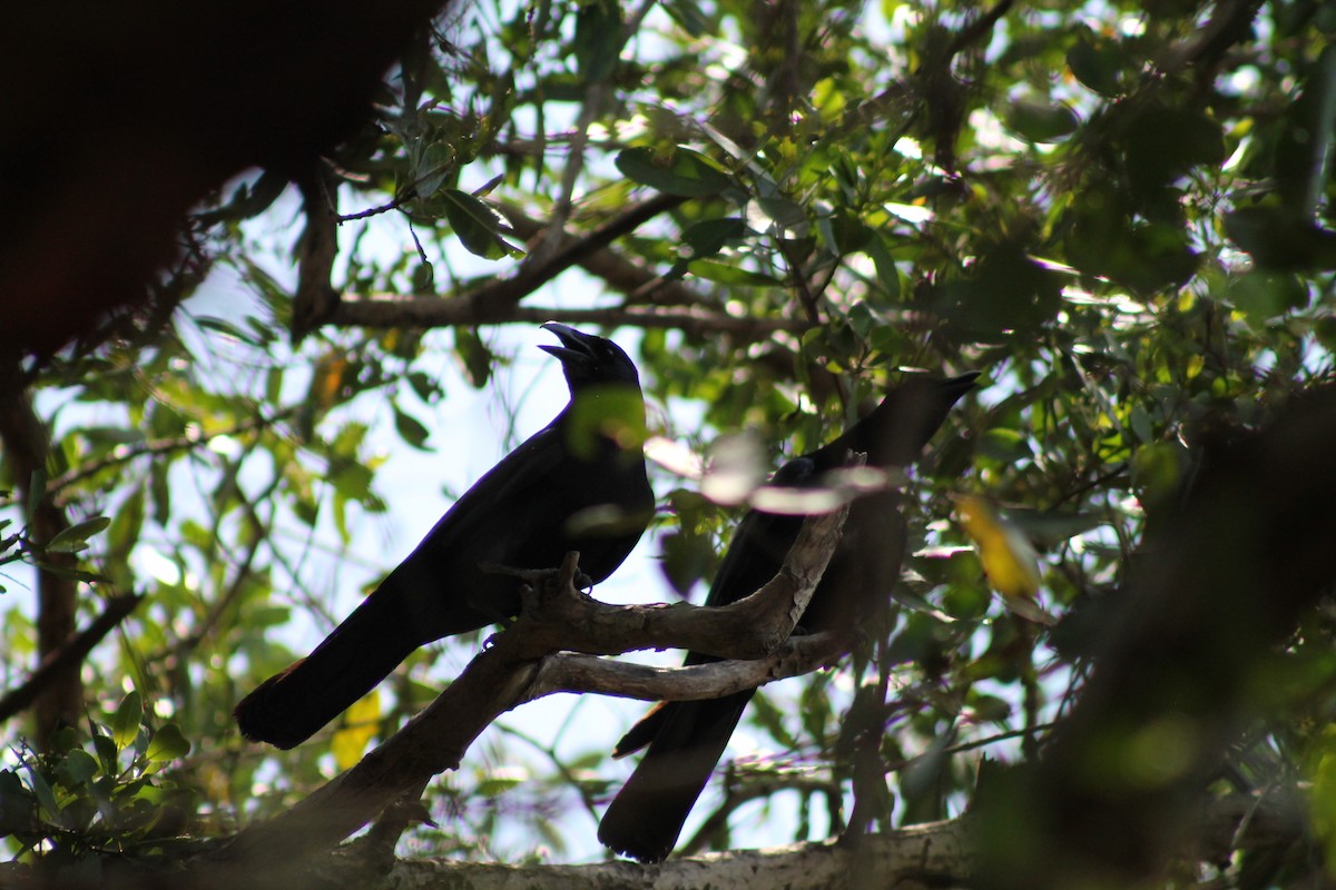 Sinaloa Crow - ML641309420