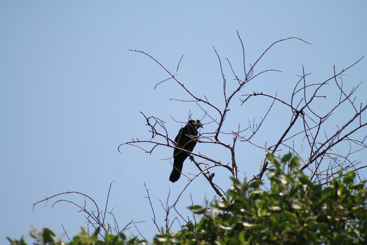 Sinaloa Crow - ML641309421