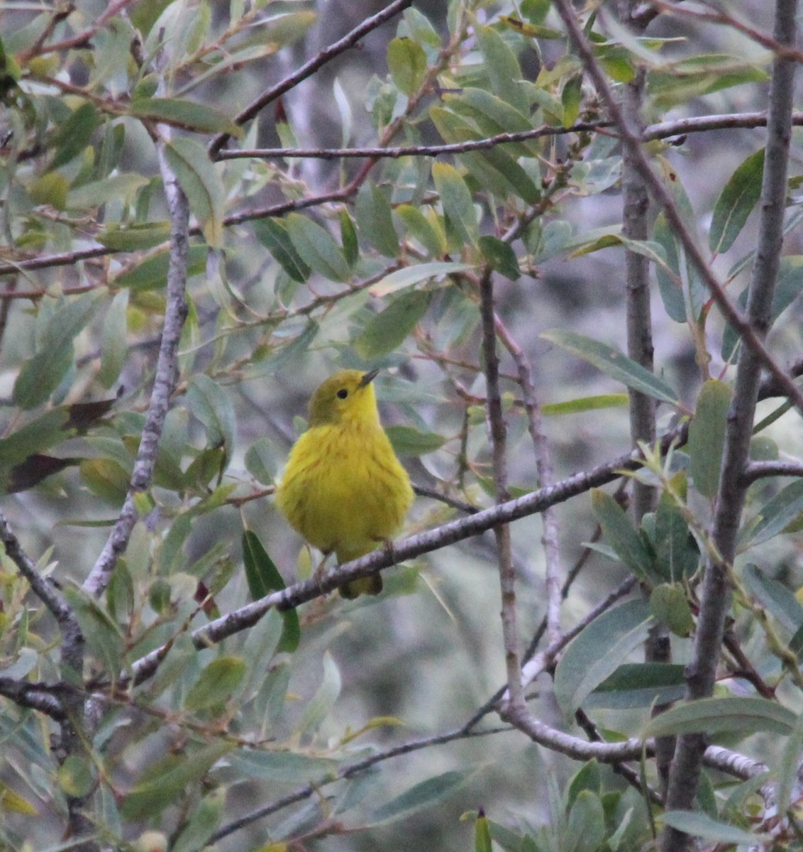 Yellow Warbler - ML641309446