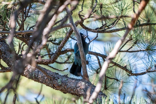 Steller's Jay - ML641309459