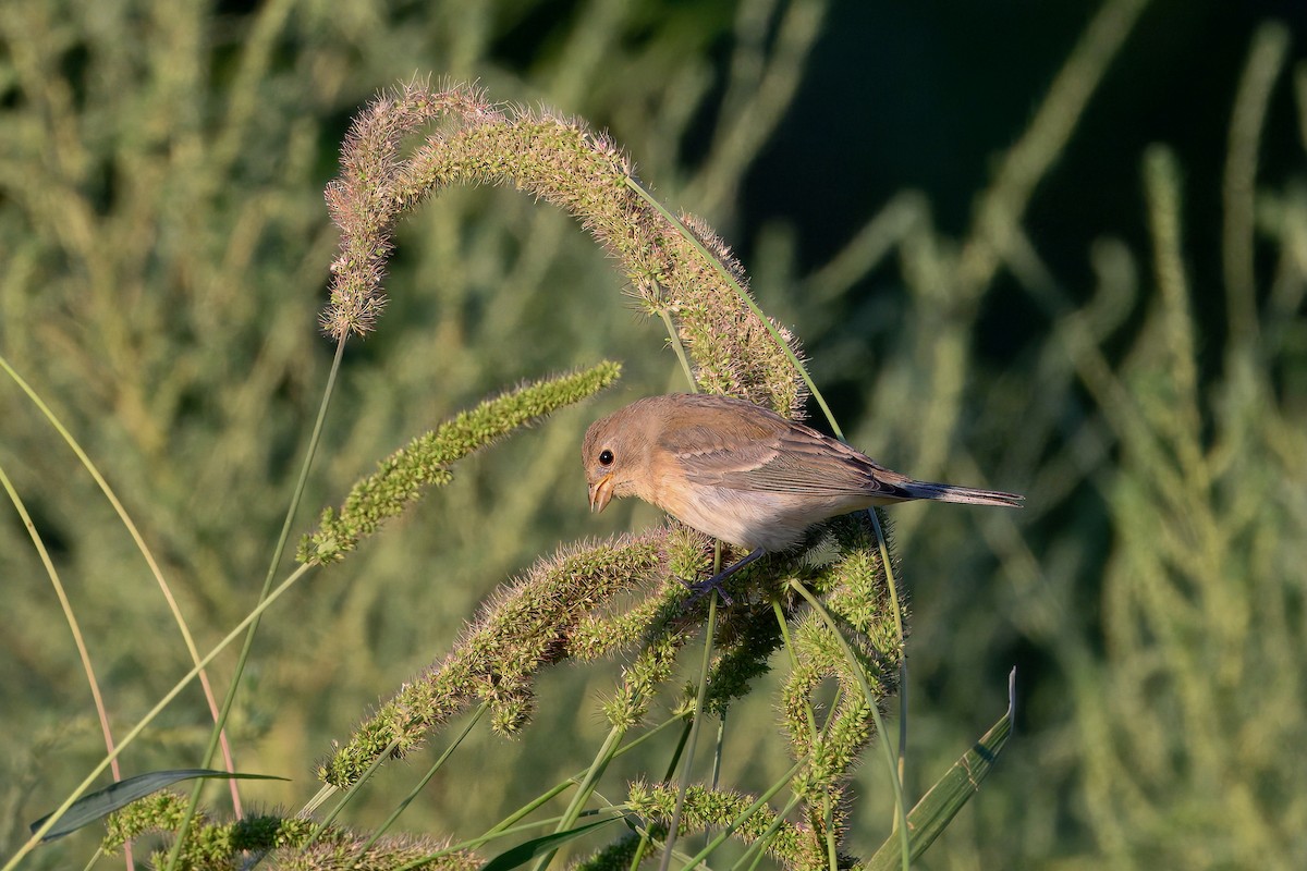 Lazuli Bunting - ML641309466