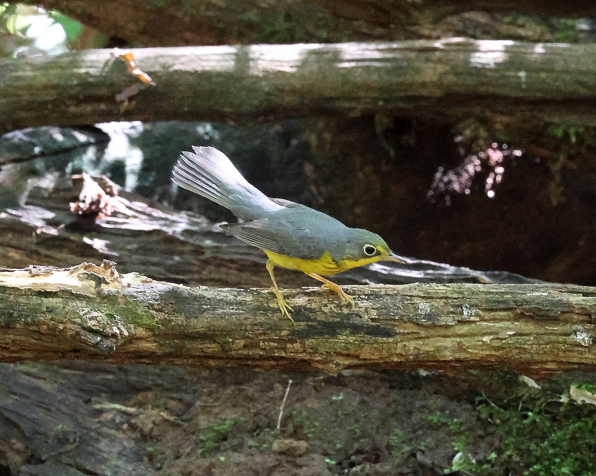Canada Warbler - ML641309469