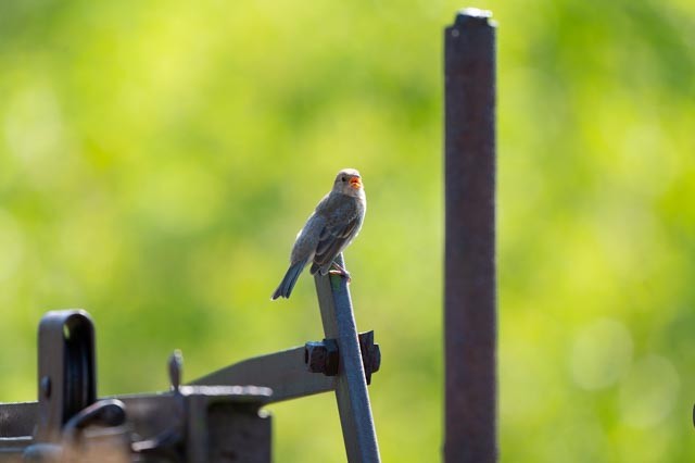 Lazuli/Indigo Bunting - ML641309472