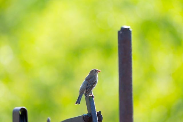 Lazuli/Indigo Bunting - ML641309473