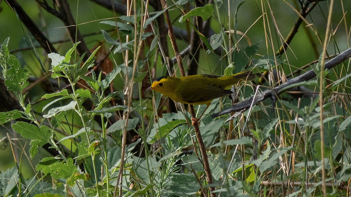 Wilson's Warbler - ML641309476