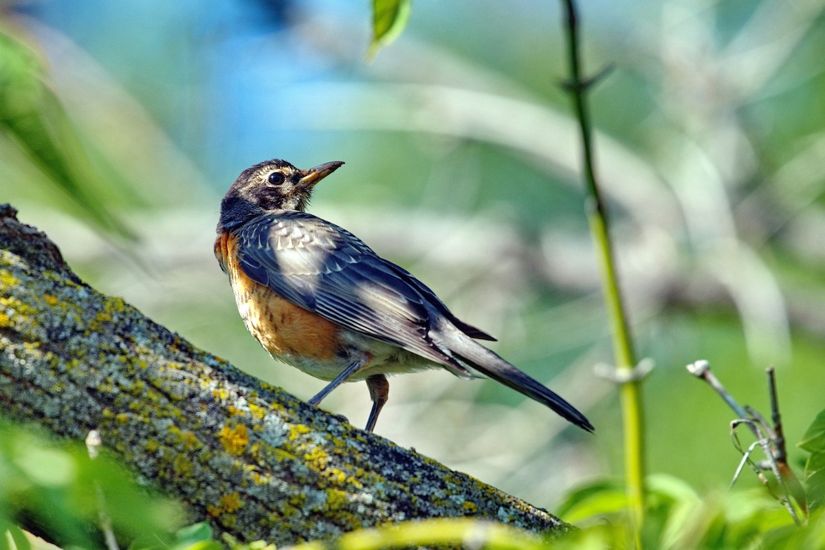 Zozo papargorria - ML641309486