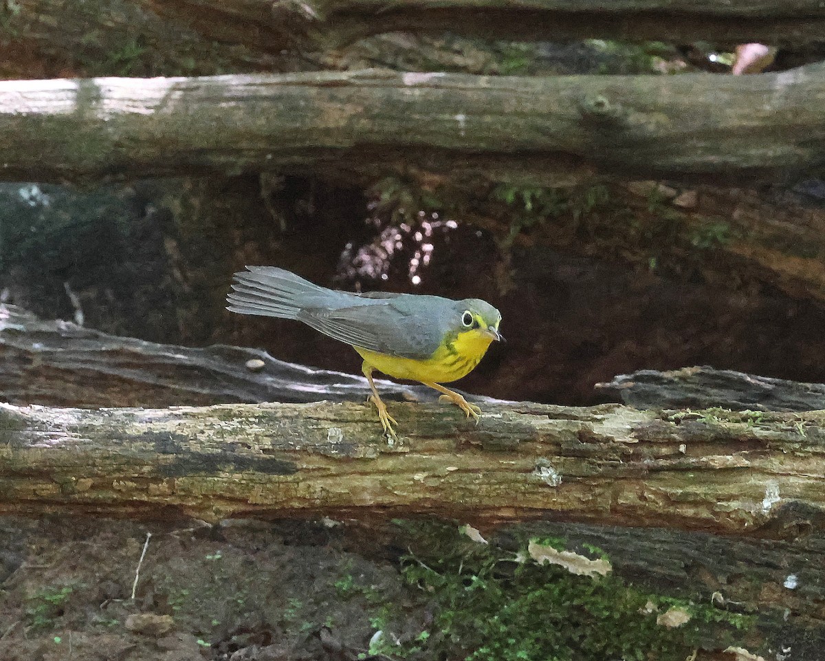 Canada Warbler - ML641309487