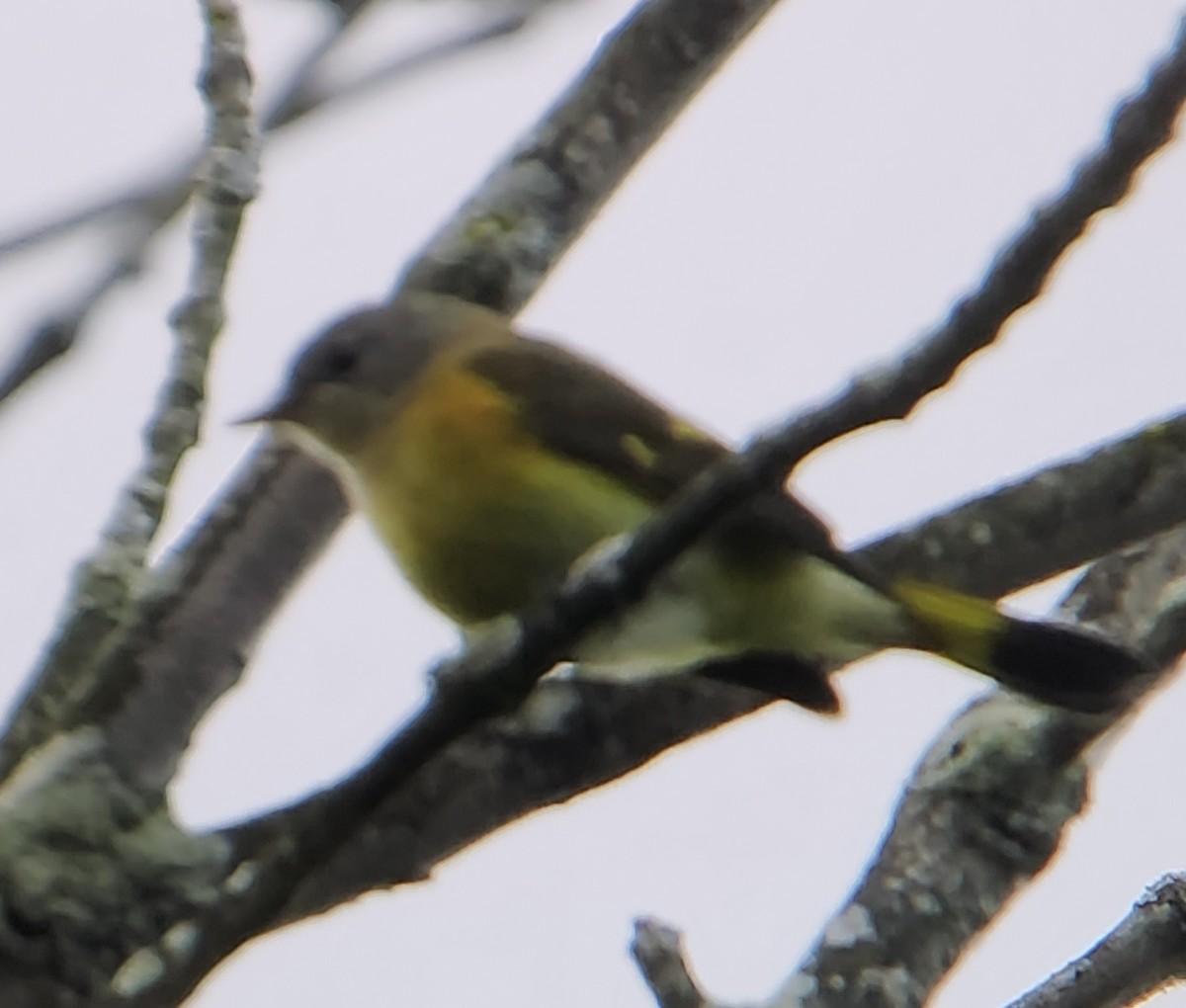 American Redstart - ML641309490