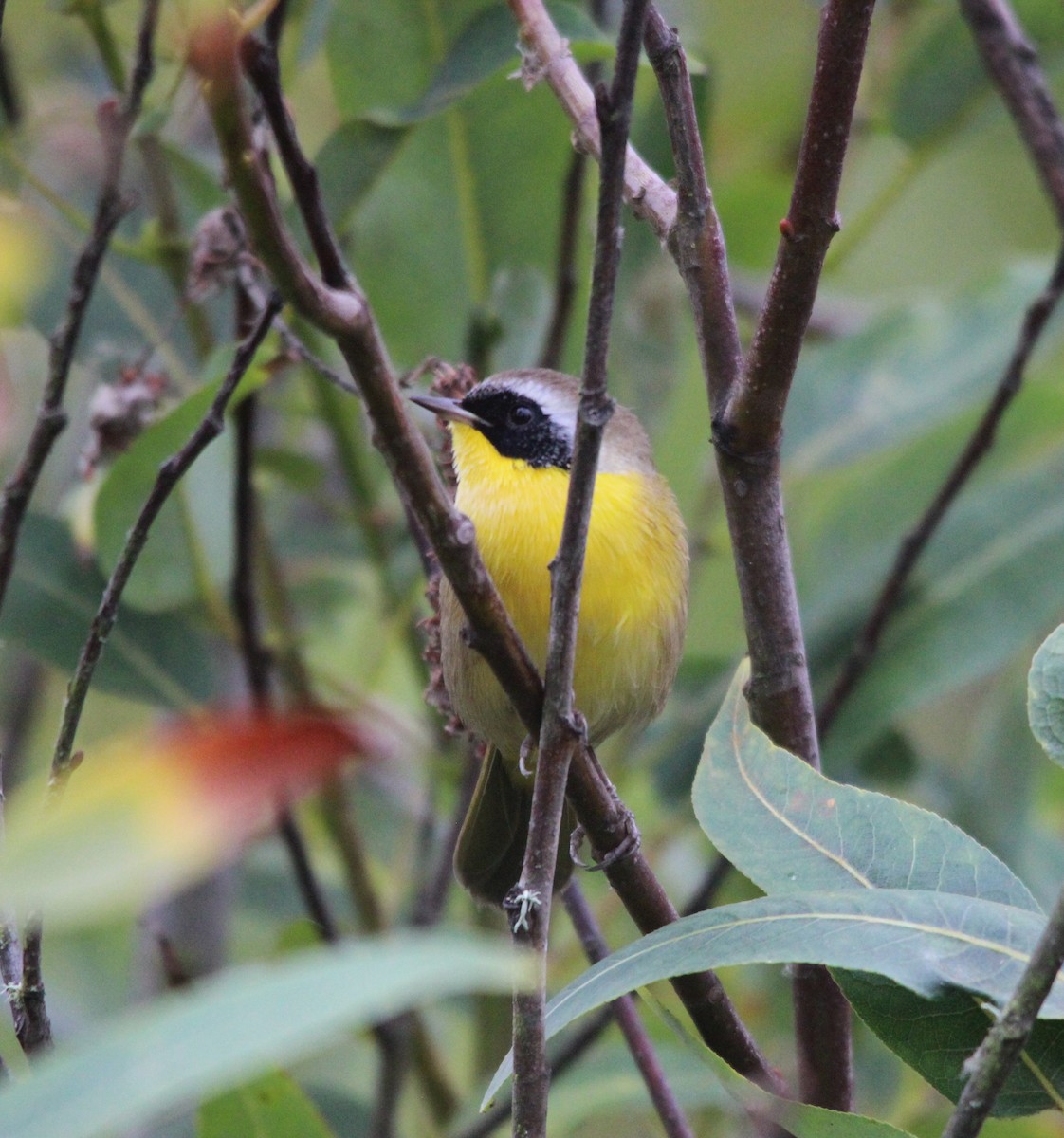 Common Yellowthroat - ML641309493
