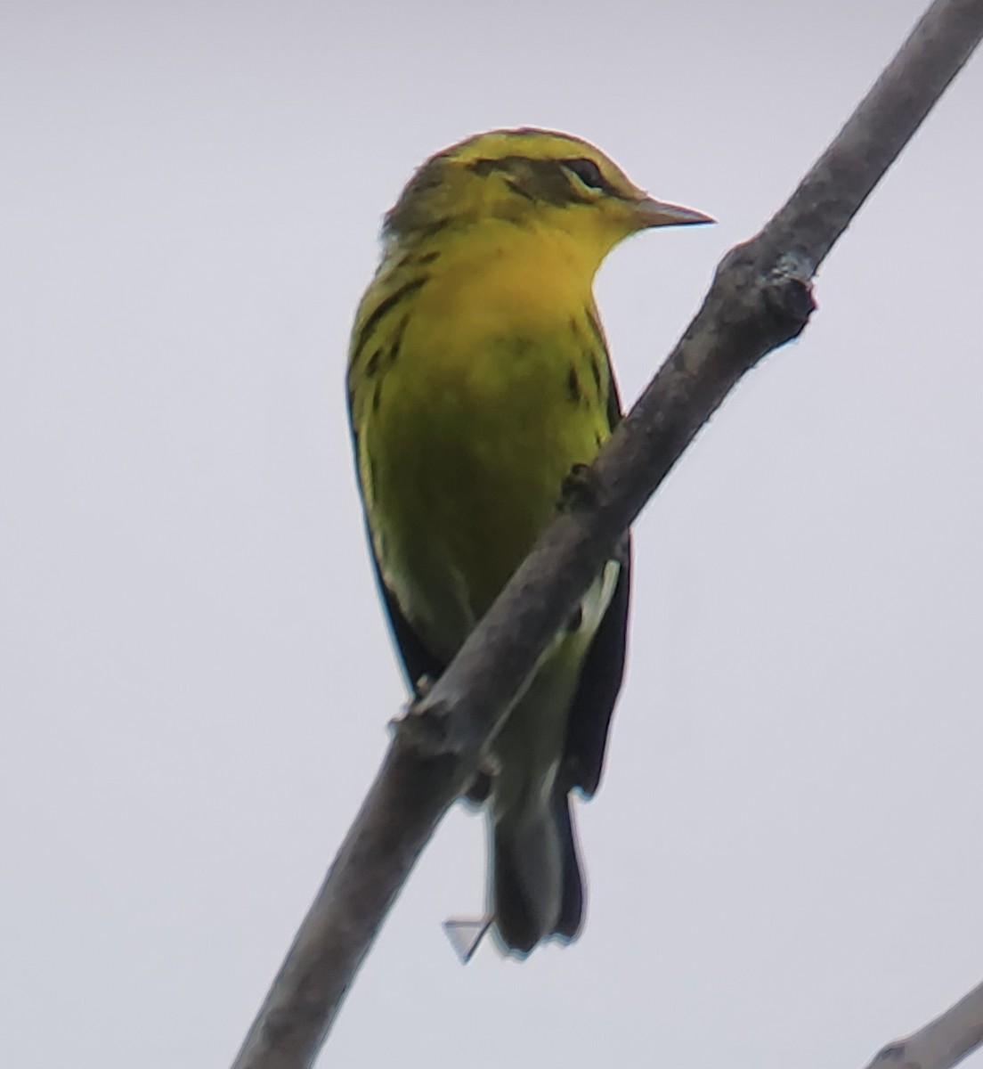 Blackburnian Warbler - ML641309496
