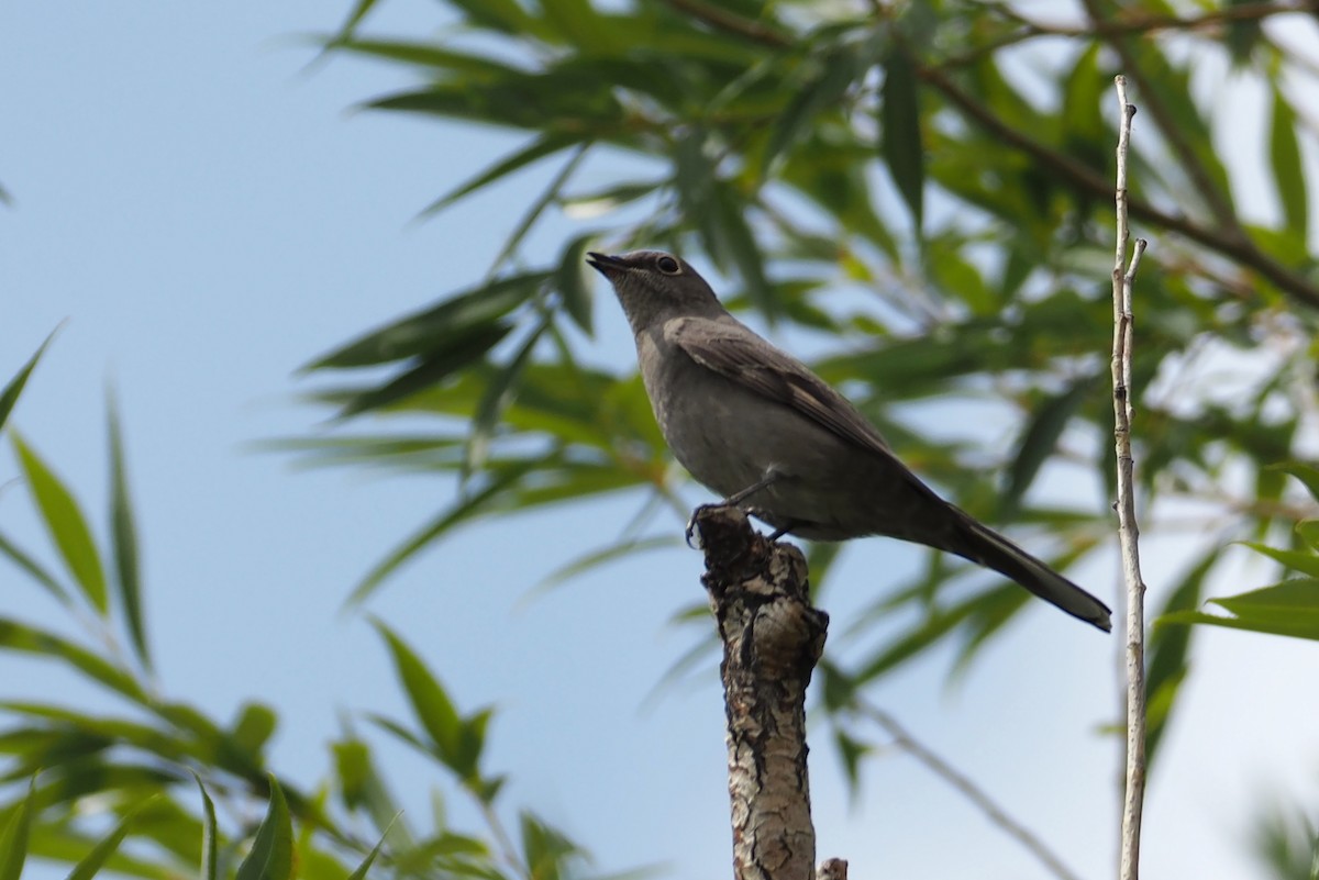 Townsend's Solitaire - ML641309501