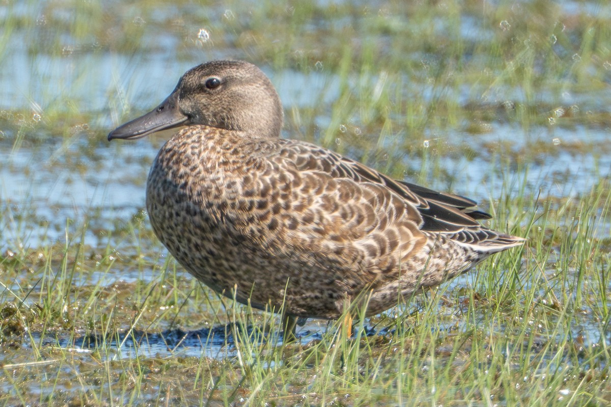 Blue-winged Teal - ML641309553