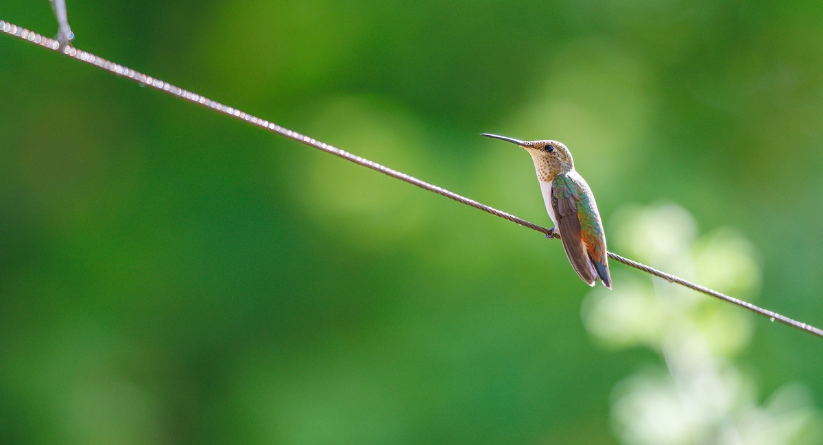 Rufous Hummingbird - ML641309560