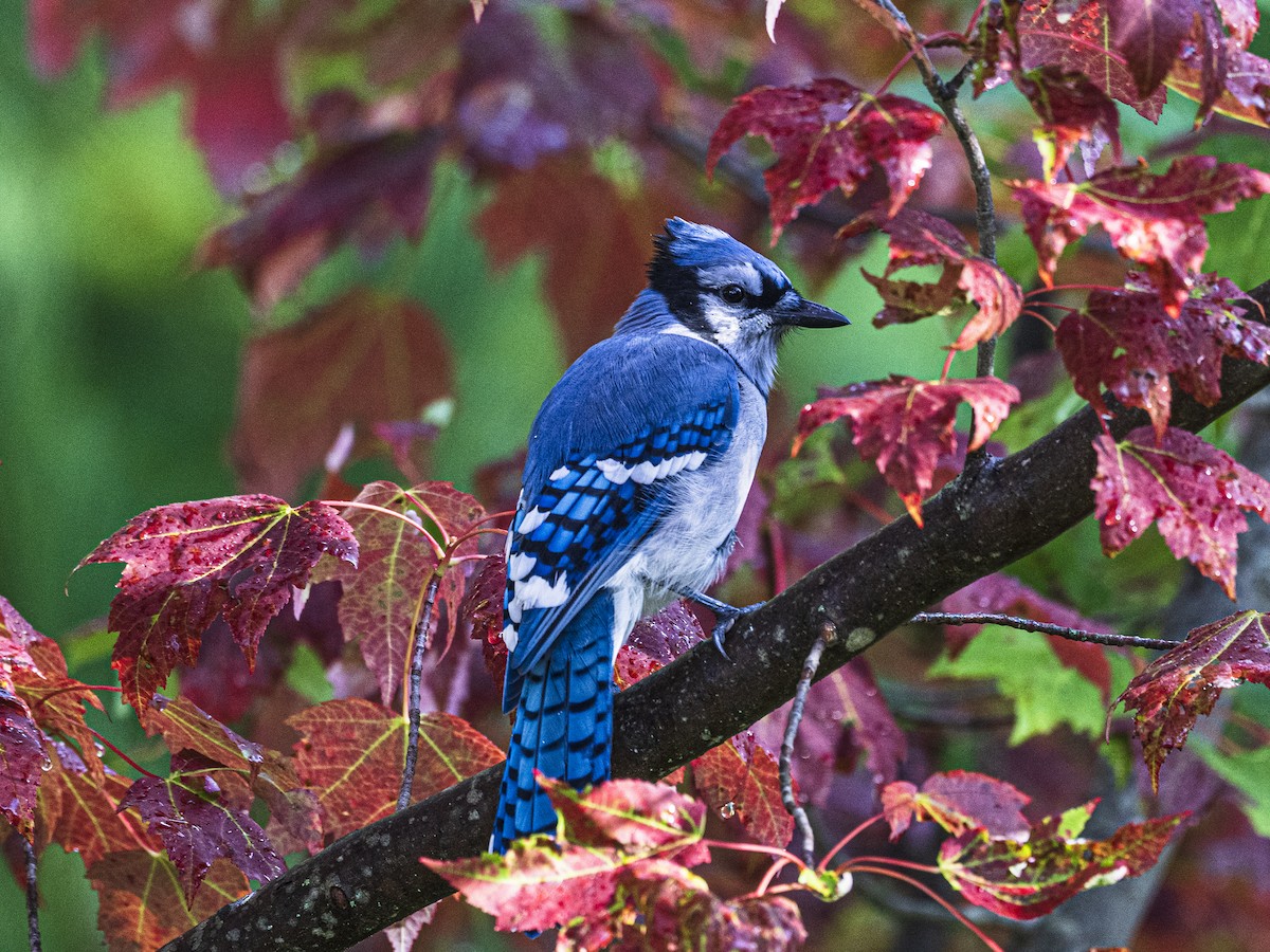 Blue Jay - ML641309563
