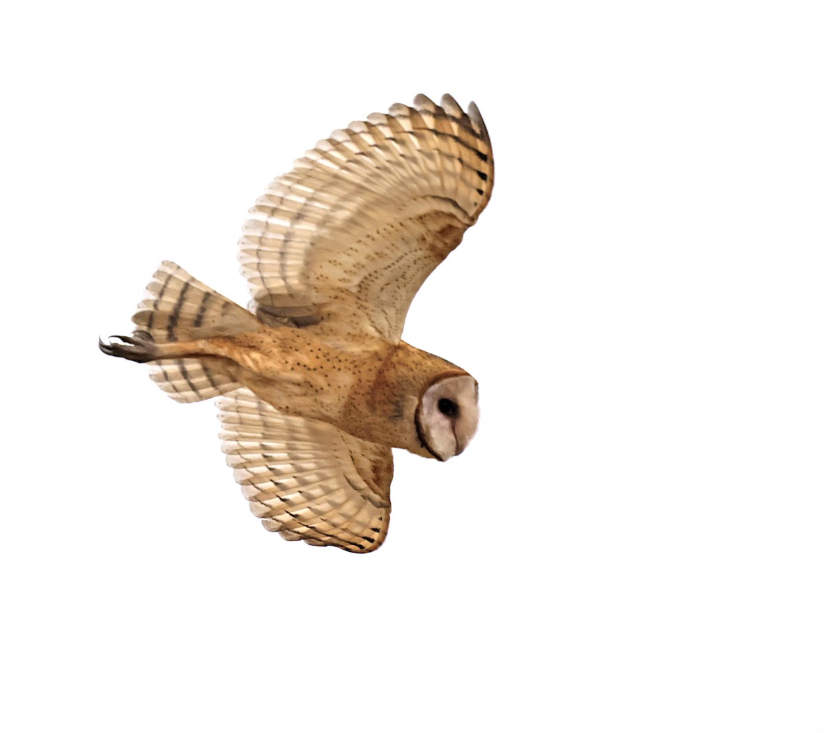 American Barn Owl - ML641309565