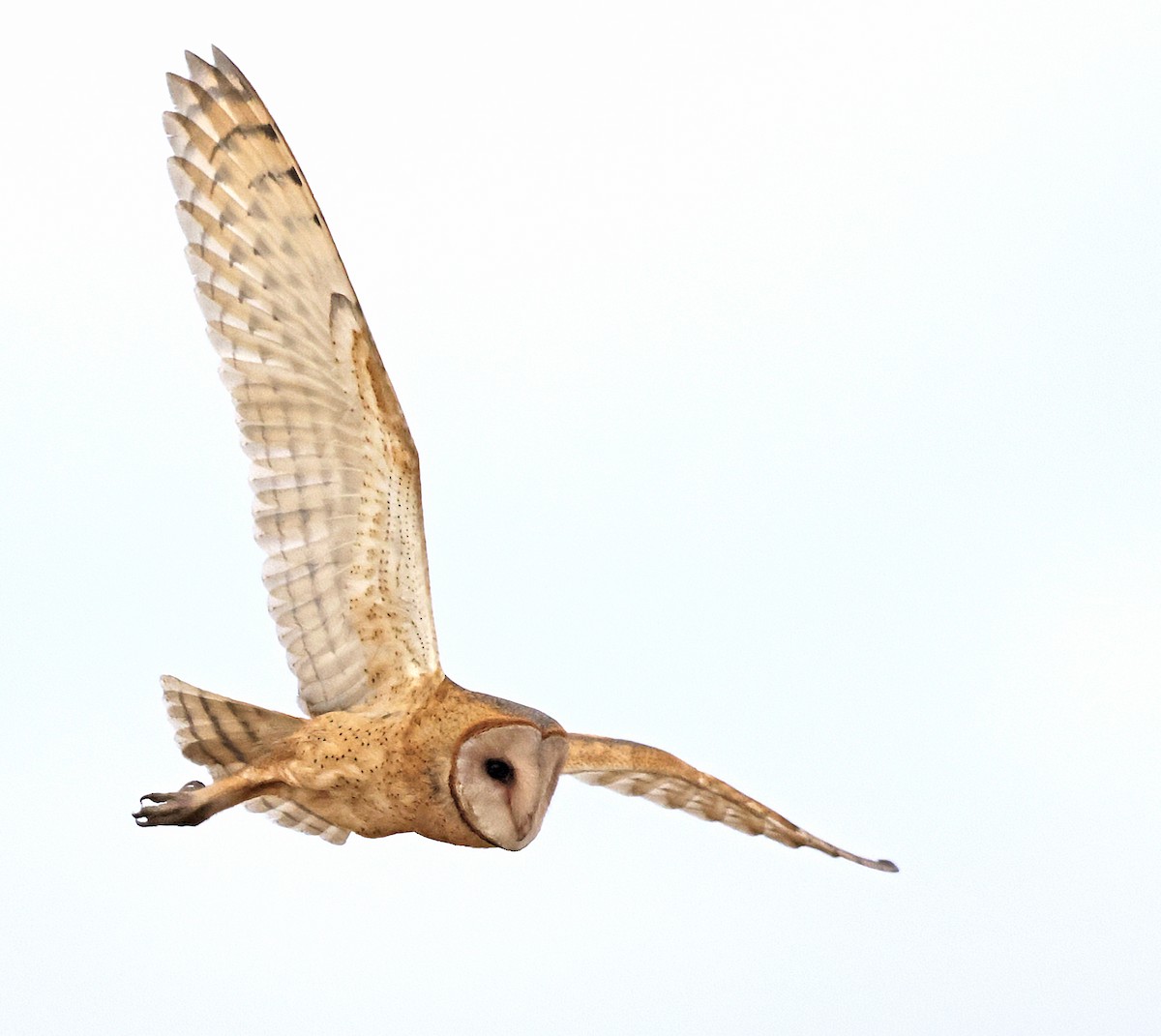 American Barn Owl - ML641309566