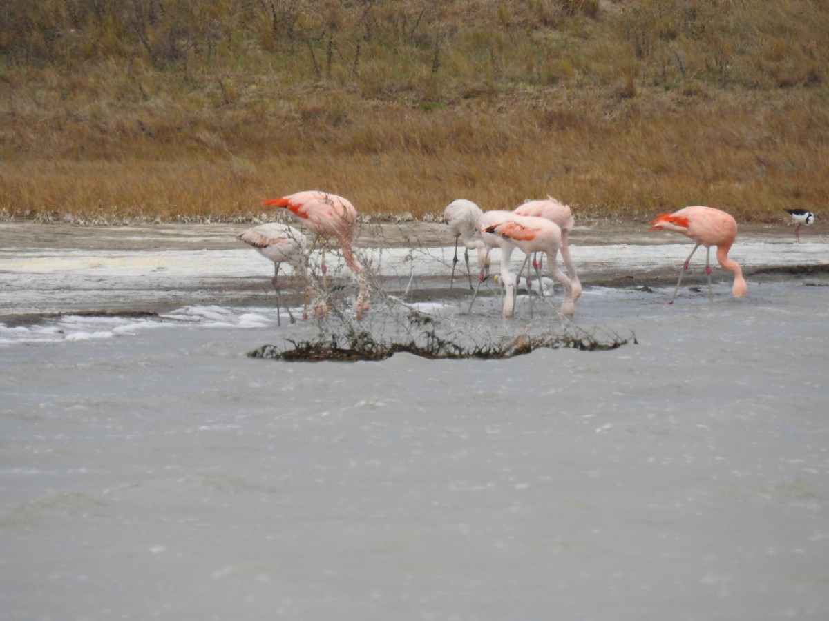 Chilean Flamingo - ML641309567