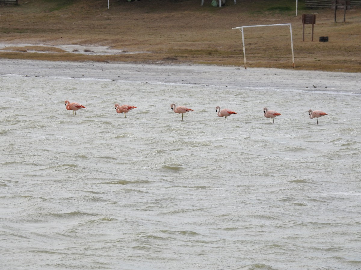Chilean Flamingo - ML641309568
