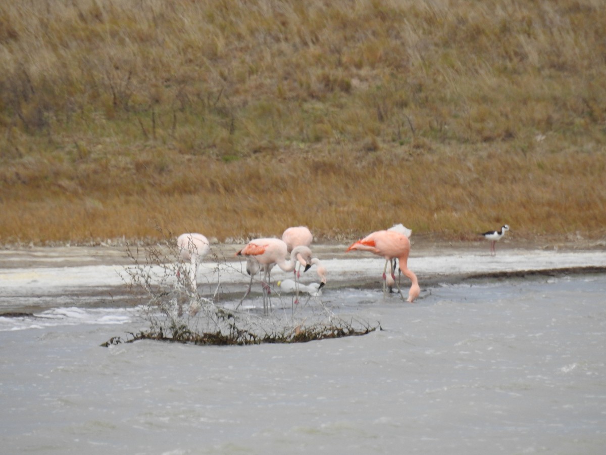 Chilean Flamingo - ML641309569