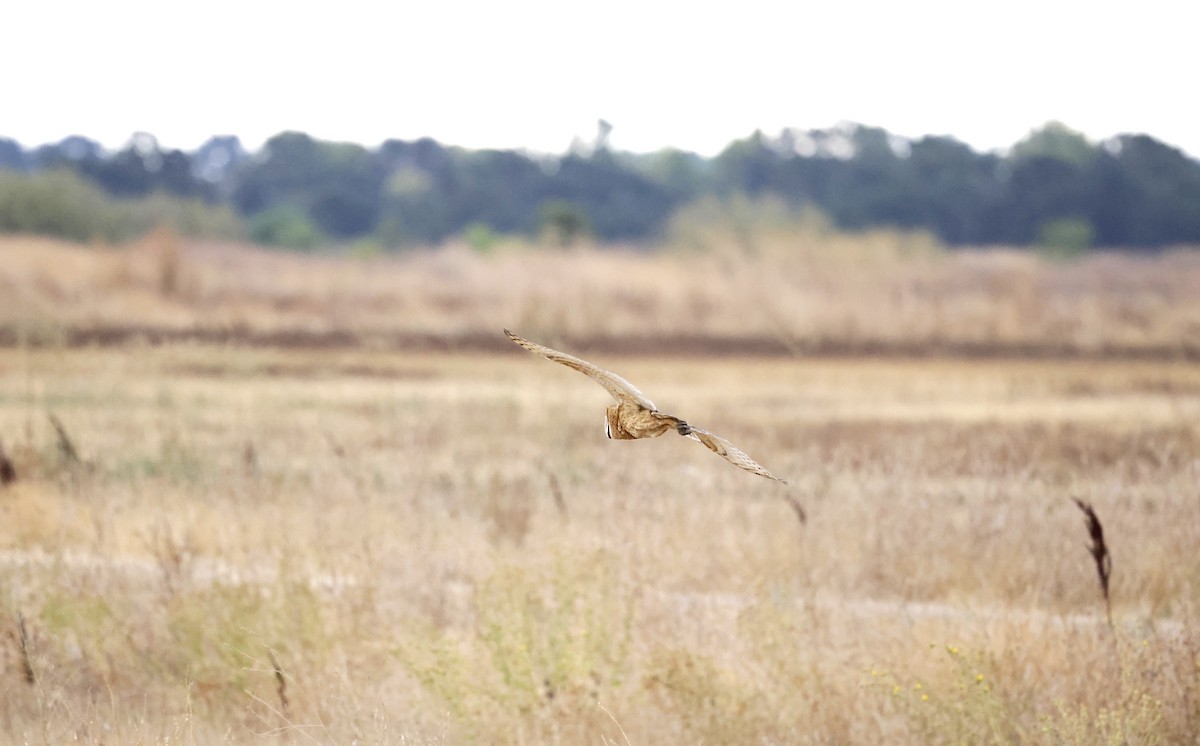 American Barn Owl - ML641309570