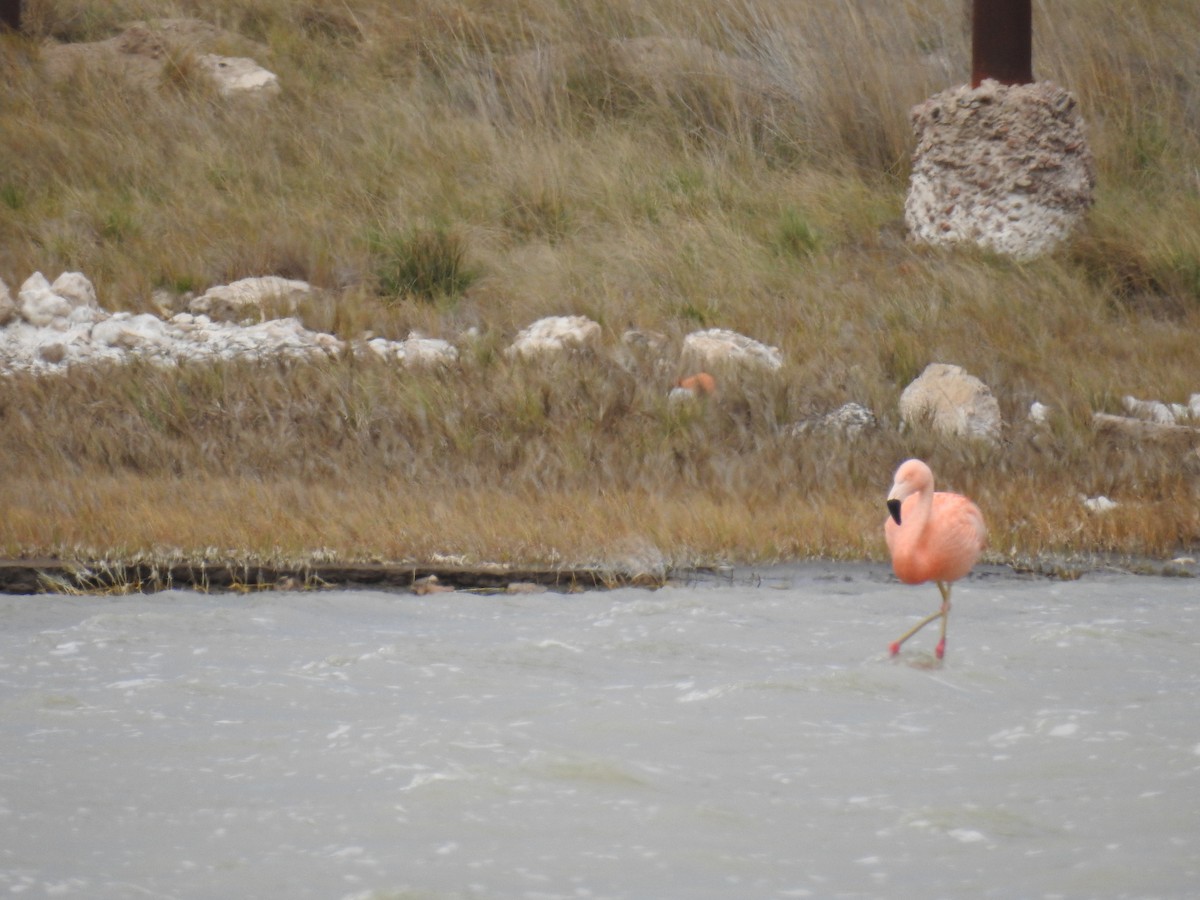 Chilean Flamingo - ML641309571