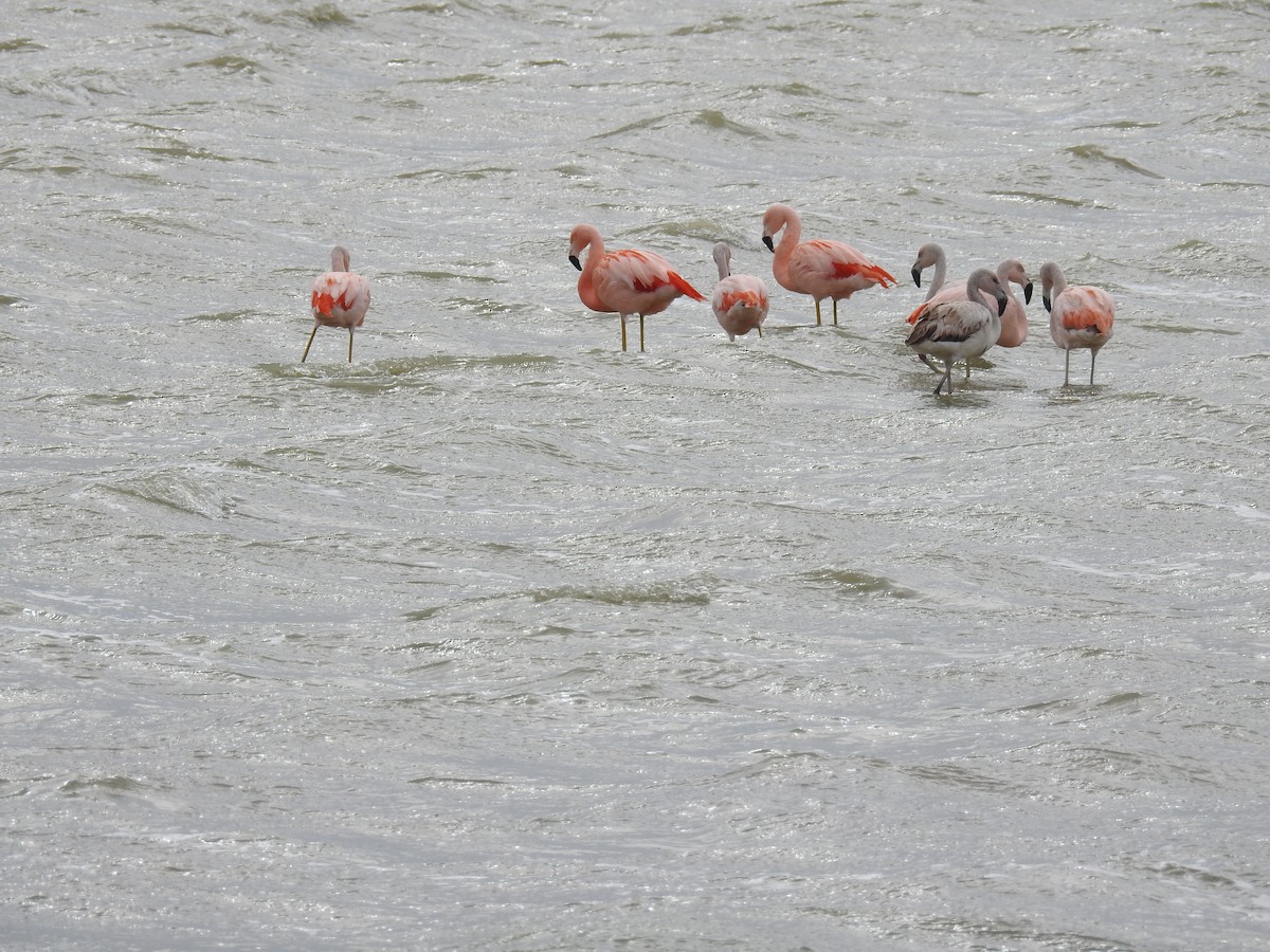 Chilean Flamingo - ML641309572