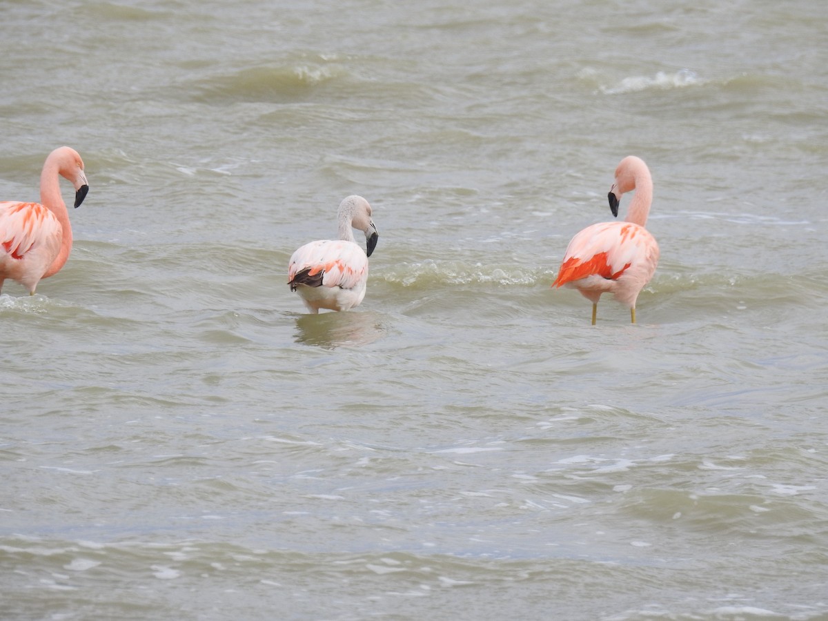 Chilean Flamingo - ML641309573