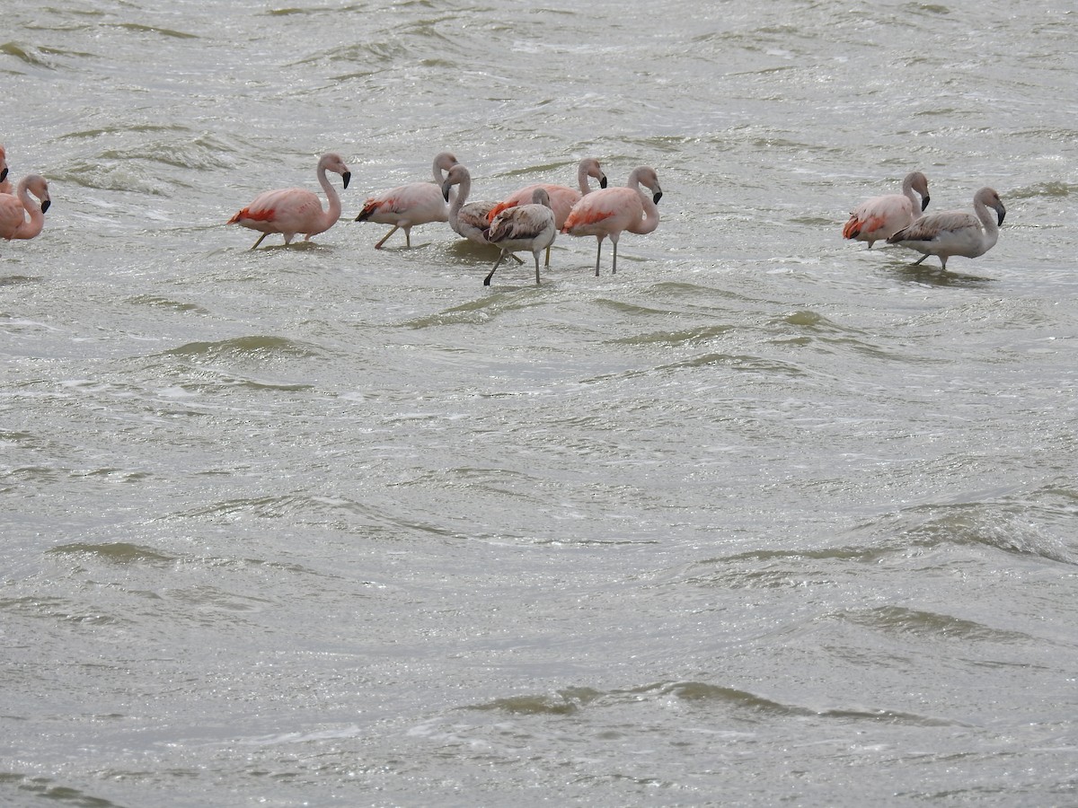 Chilean Flamingo - ML641309574