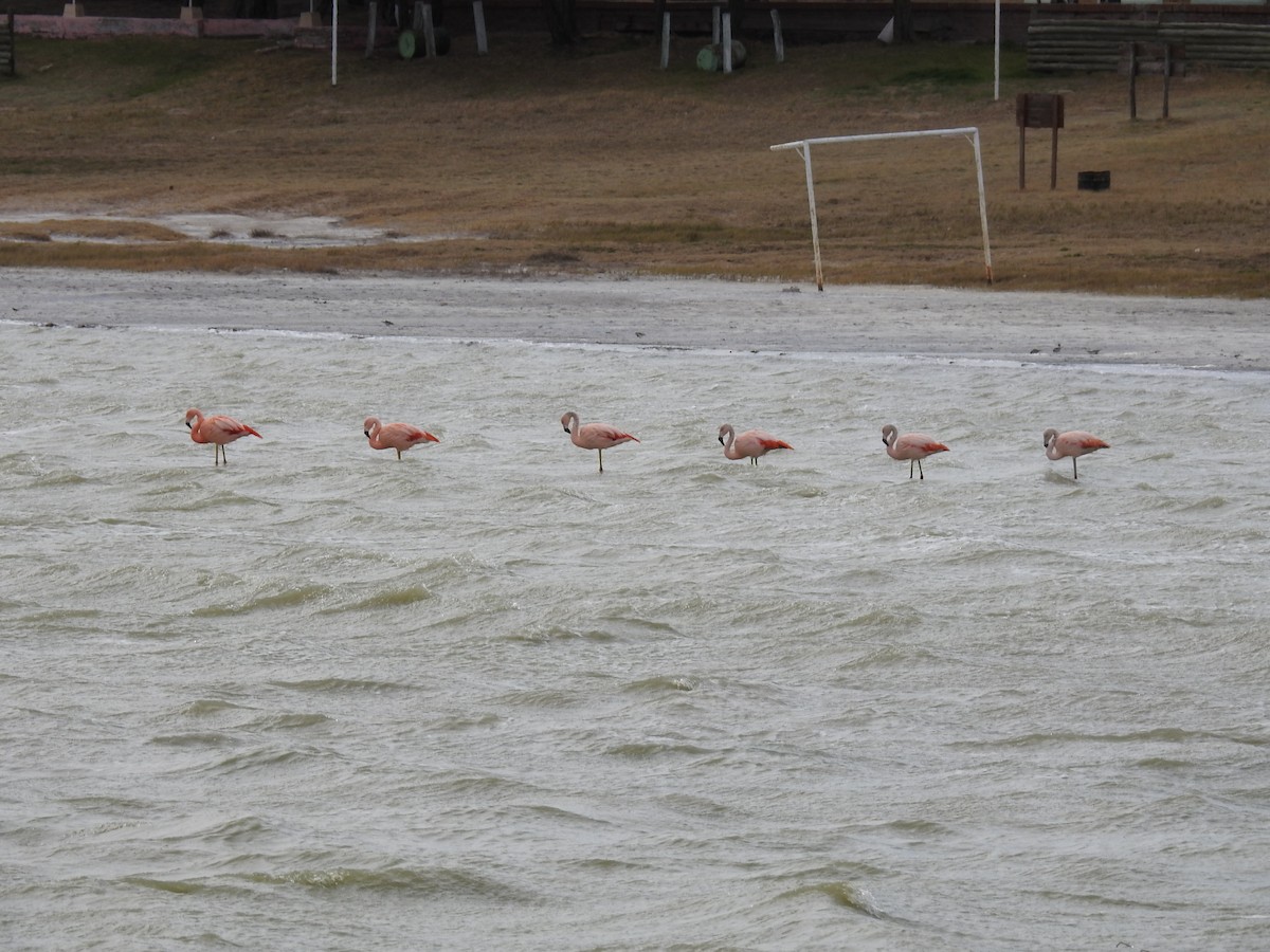 Chilean Flamingo - ML641309575