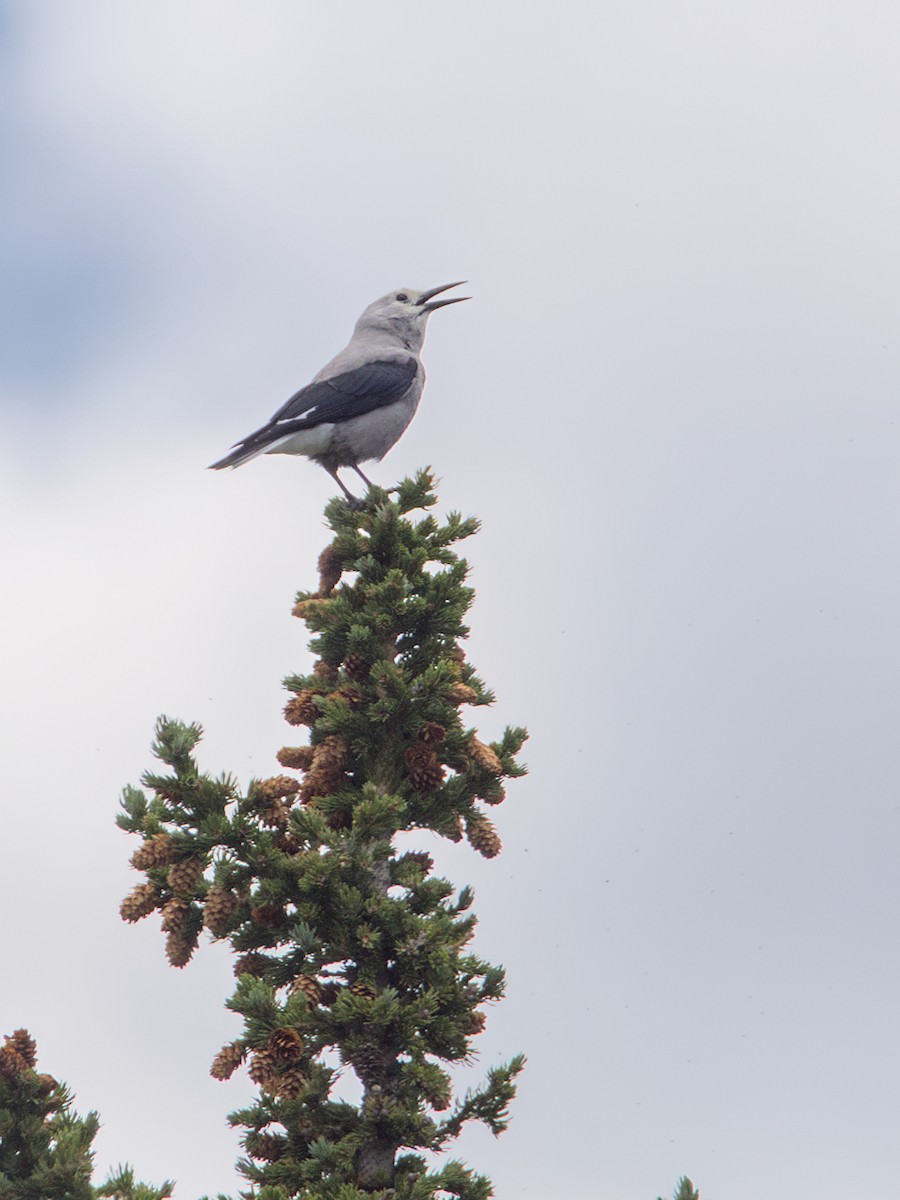 Clark's Nutcracker - ML641309581