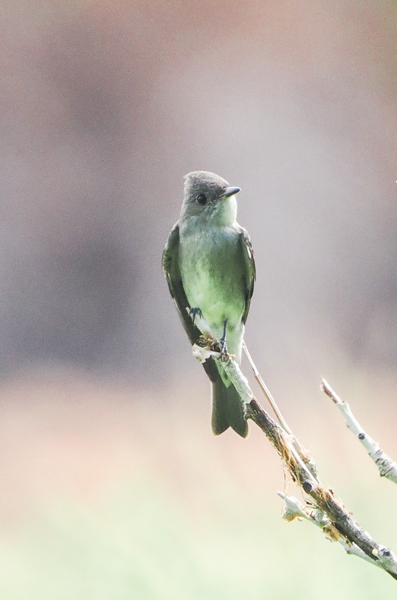 Western Wood-Pewee - ML641309584